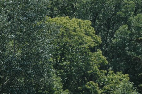 Il s'agit en fait d'un arbre à visage presque humain, vu de profil : nez, oeil, front...