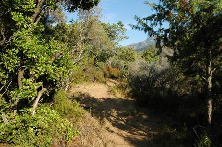 Chemin dans le maquis