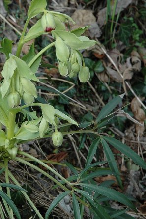 Hellebore